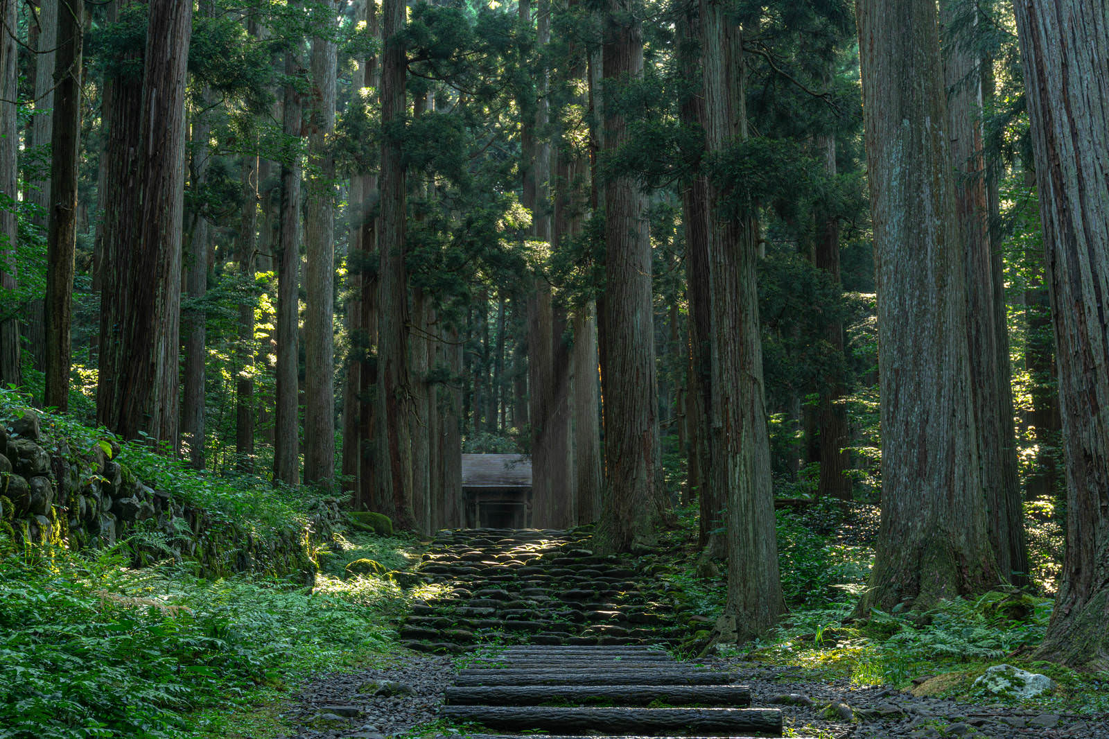 平泉寺白山神社の参道の石段に朝日が差し込む静寂な風景