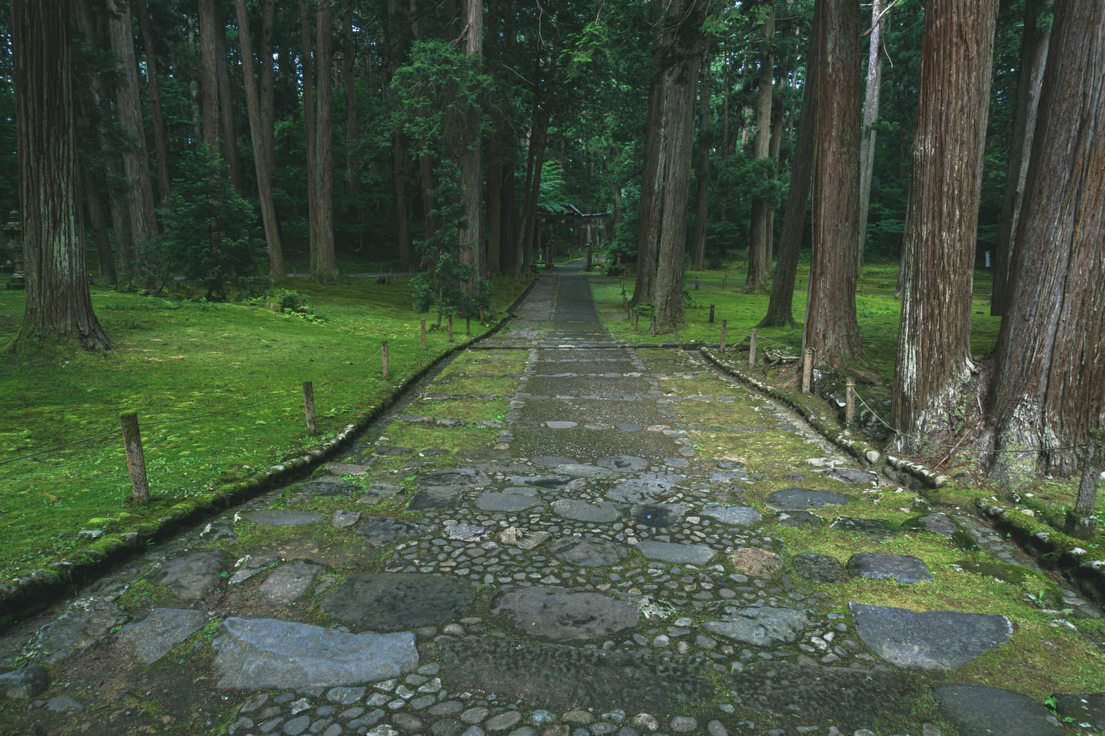 平泉寺白山神社の境内で、石段の参道に立つ朱色の二の鳥居と杉林