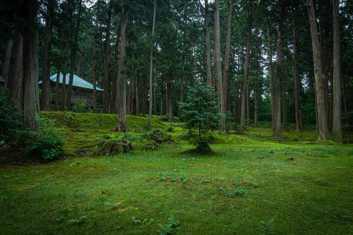 苔宮とも呼ばれる平泉寺白山神社の境内に広がる苔と切り株から育つ若木