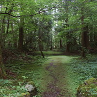 参道脇の森へと続く道の写真
