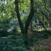 かつて平清水（ひらしみず）と呼ばれ平泉寺の名前の由来になっている御手洗池（みたらしのいけ）の畔に建つ鳥居とご神木の写真