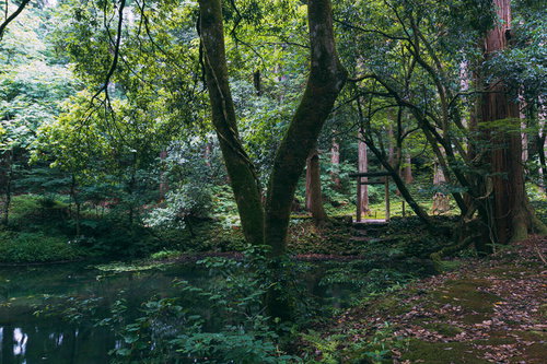 かつて平清水（ひらしみず）と呼ばれ平泉寺の名前の由来になっている御手洗池（みたらしのいけ）の畔に建つ鳥居とご神木