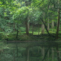 池の畔に建つ鳥居とご神木を映しこむ御手洗池の面の写真