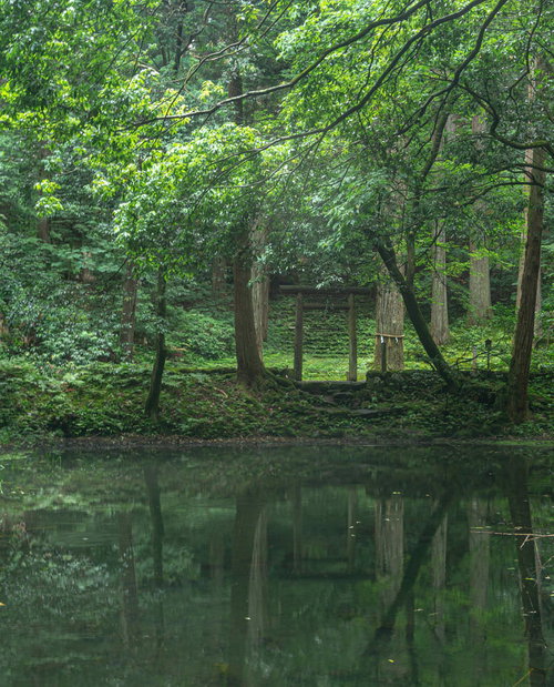池の畔に建つ鳥居とご神木を映しこむ御手洗池の面