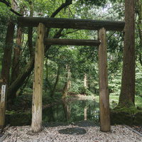 御手洗池の畔に建つ鳥居から池を眺めるの写真