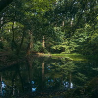 池の面に周囲の木々を映し緑色に染まる御手洗池と影向岩（ようごういわ）の写真