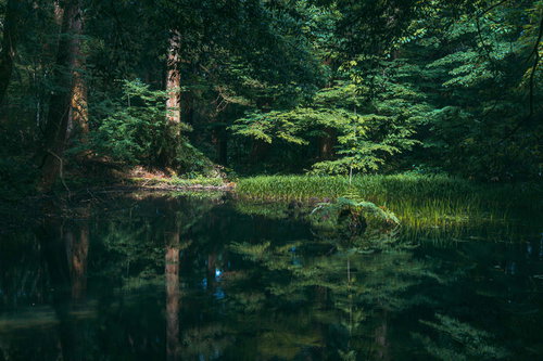 緑に囲まれる御手洗池とそこに浮かぶ女神が現れたとされる影向岩（ようごういわ）