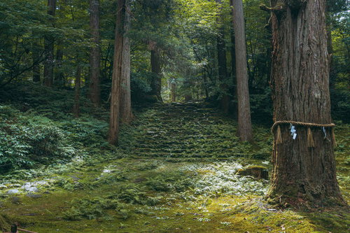 御手洗池の近くに立つ平泉寺白山神社を開いた泰澄大師が約千二百数十年前御手植の御神木と奥に見える石段