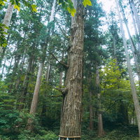 先が三つに分かれ白山の三つの峰をあらわしているように見えるご神木の写真