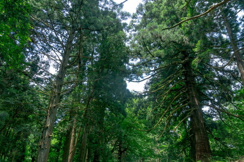菩提林の脇に立ち大きな枝を広げる木々
