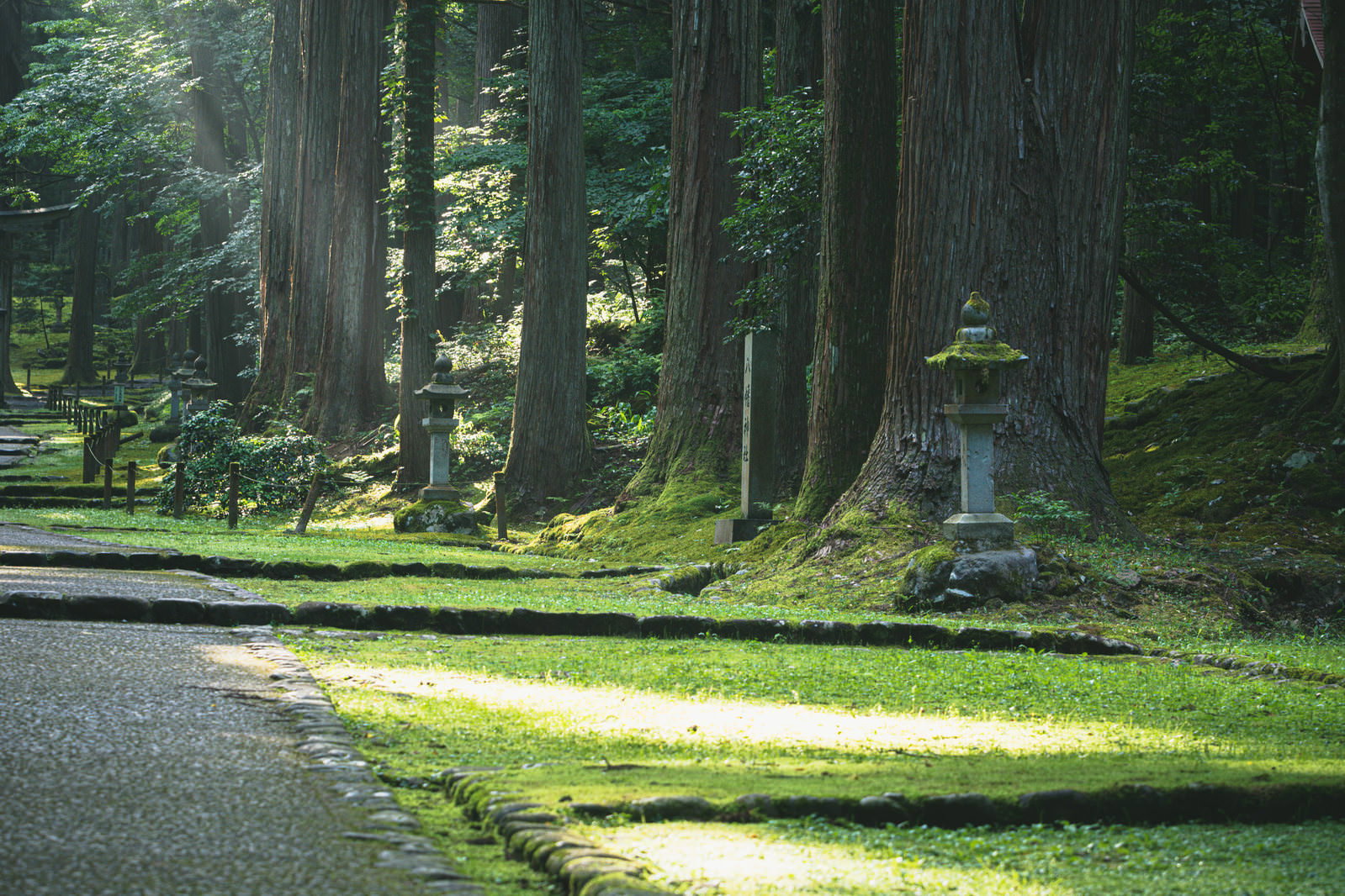 朝の光が差し込む平泉寺白山神社の参道で杉並木の間に立つ石灯籠