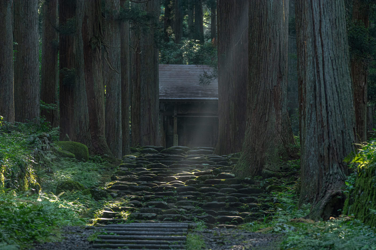 平泉寺白山神社の杉並木に囲まれた石段に木漏れ日が差し込む参道