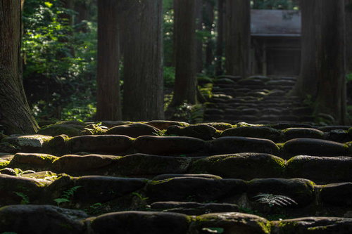 木漏れ日が作り出す光と影に彩られる石段