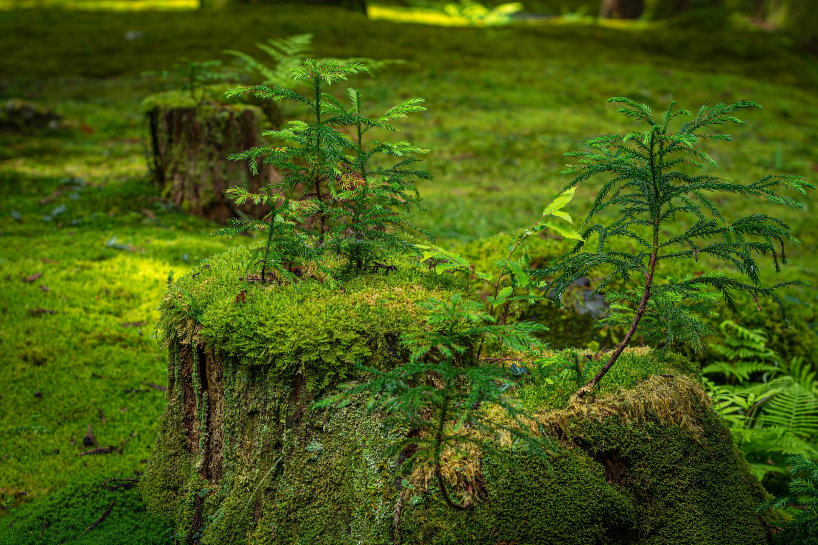 苔に覆われた切り株から新緑の若葉が芽生えている様子