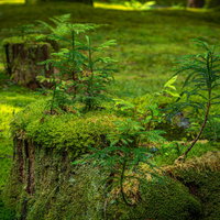 朽ちて苔むした切り株に芽生える新しい命の写真