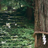 御手洗池の近くに立つご神木の裏に見える草に覆われた石段の写真
