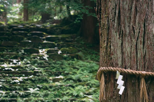 御手洗池の近くに立つご神木の裏に見える草に覆われた石段