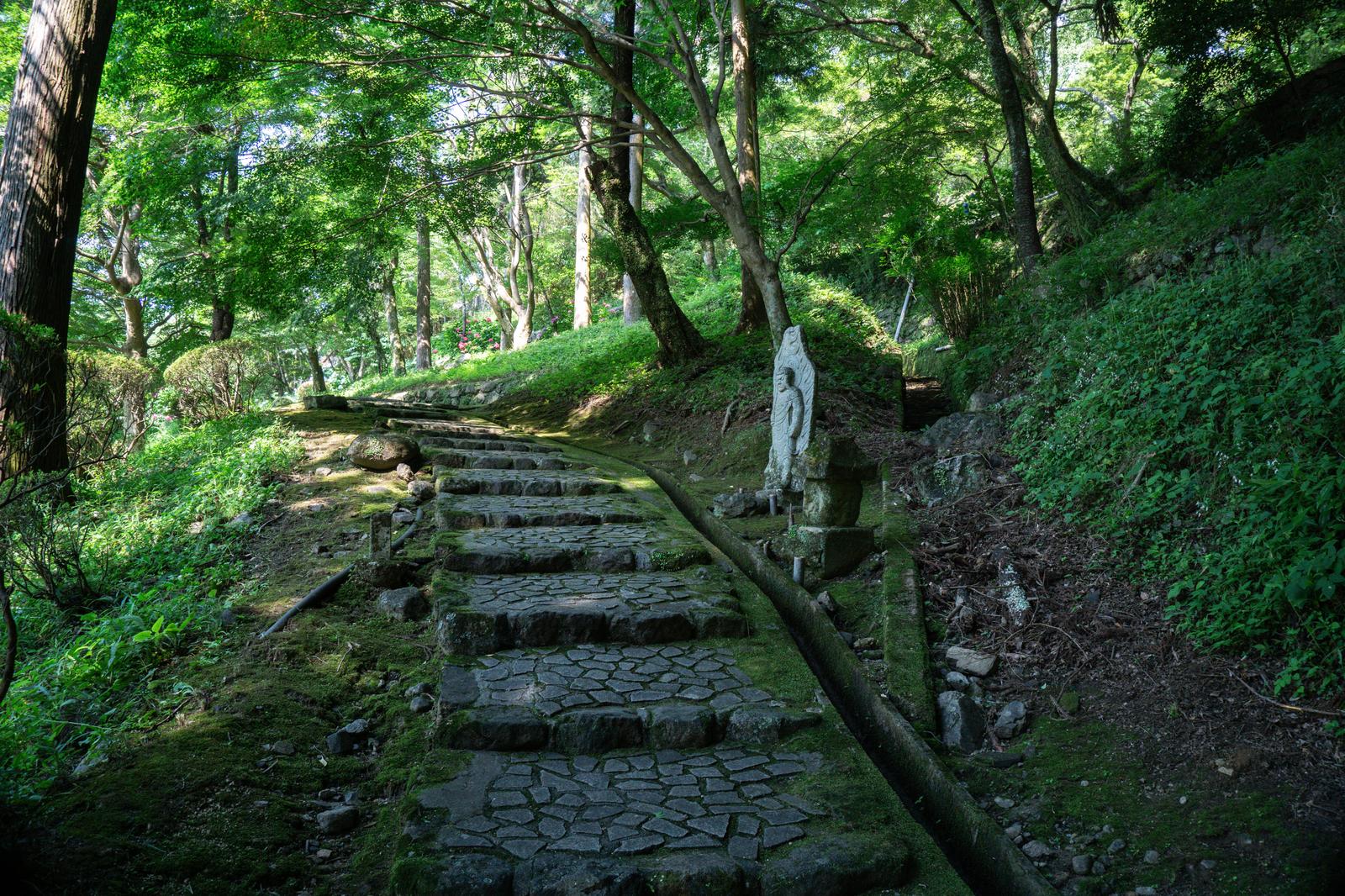 苔むした石段と杉の樹木が両側に並ぶ寺院の参道。樹間から木漏れ日が降り注いでいる