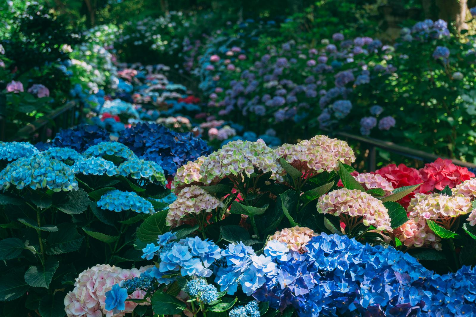 長谷寺に咲く多色の紫陽花が群生する花景色の写真