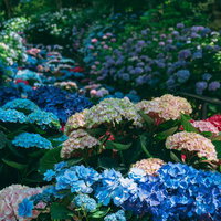 多種多彩な紫陽花が並ぶ華やかな景色の写真