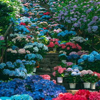 石段もその傍らも埋め尽くす色とりどりの紫陽花の写真