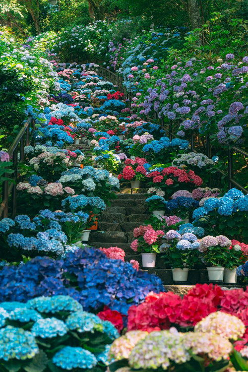 石段もその傍らも埋め尽くす色とりどりの紫陽花
