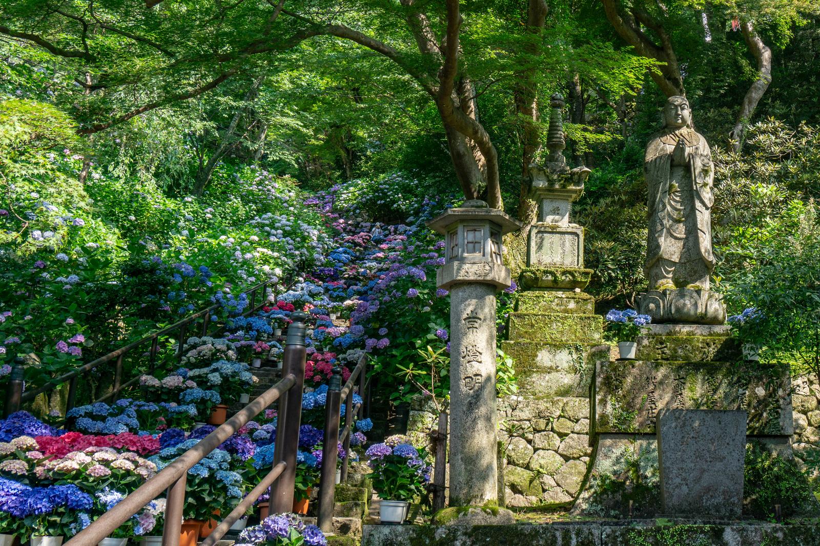 紫陽花が咲く長谷寺の参道で、石仏の傍らに青とピンクの花が群生している