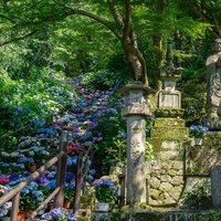 まるで流れる川のように紫陽花が溢れる嵐の坂と傍らに立つ石仏の写真