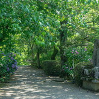 紫陽花が色を添える木漏れ日が落ちる緑豊かな小道の写真