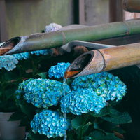 紫陽花で彩られる長谷寺 梅雨の特別な時期に訪れるべき理由の写真