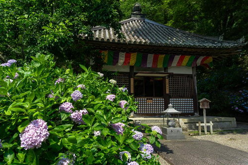 長谷寺開山堂と紫陽花