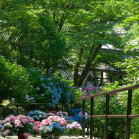 紫陽花で埋め尽くされた石段を上から見下ろすの写真