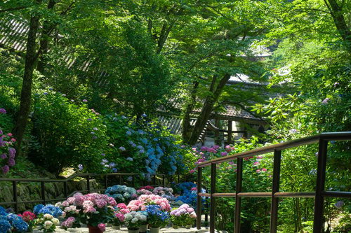 紫陽花で埋め尽くされた石段を上から見下ろす