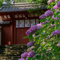 閉ざされた朱色の門と紫陽花の写真