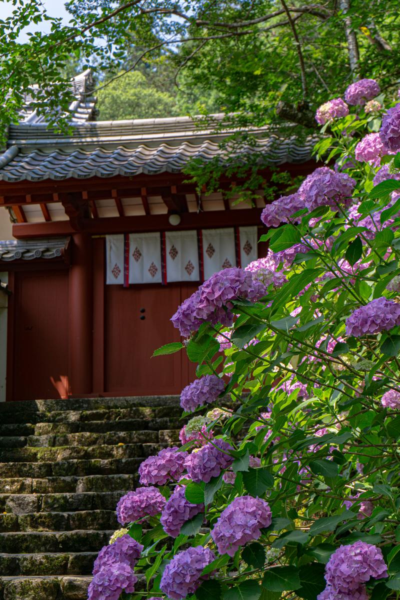 朱色の門の前で咲く紫陽花、長谷寺の境内