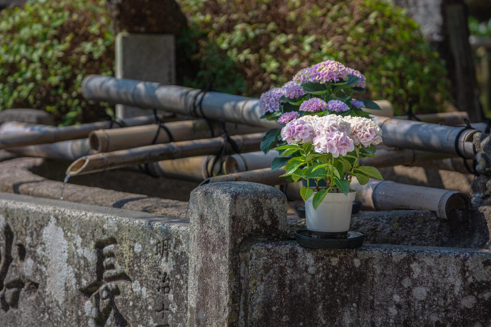 長谷寺の手水場に置かれた白と薄紫のアジサイの鉢植え