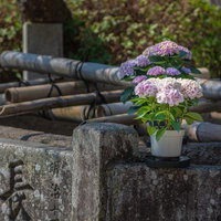 手水場の紫陽花の写真
