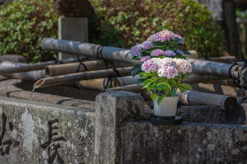 手水場の紫陽花