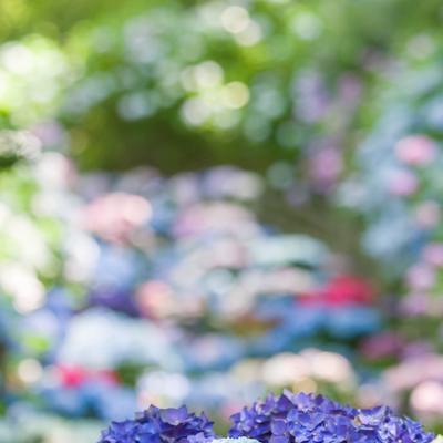 長谷寺のカラフルな紫陽花の写真