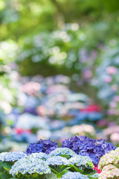 長谷寺のカラフルな紫陽花