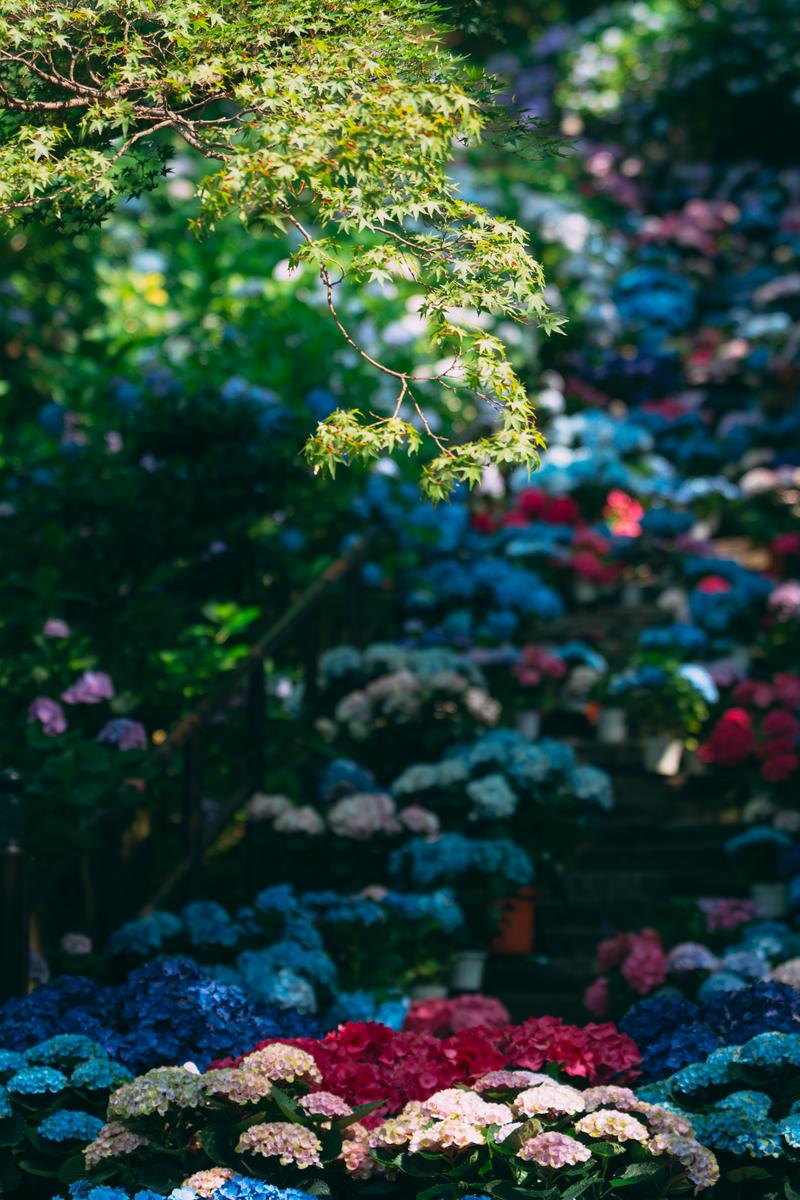 長谷寺の青もみじと紫陽花が咲く梅雨時期の境内