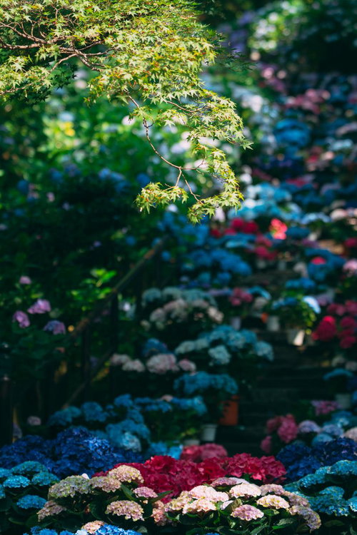 紫と青の長谷寺での紫陽花