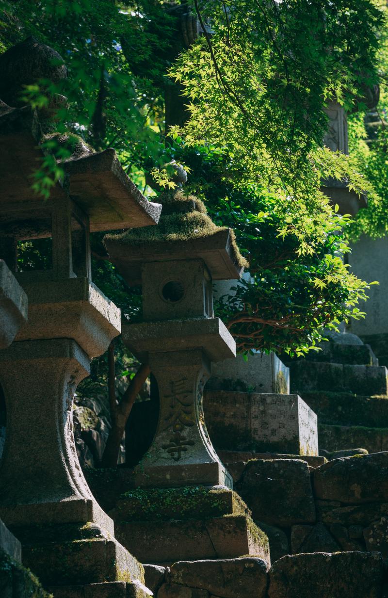 青もみじに囲まれた長谷寺の石灯籠に朝日が当たっている