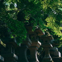 鮮やかな青モミジと石灯籠の写真