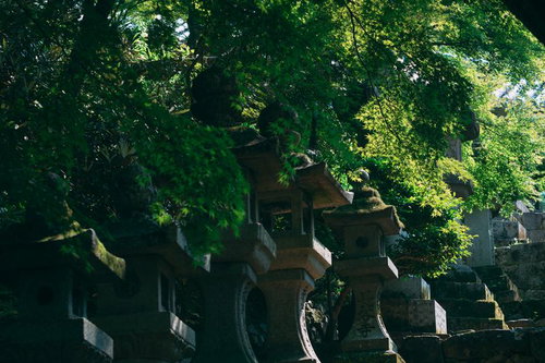 鮮やかな青モミジと石灯籠