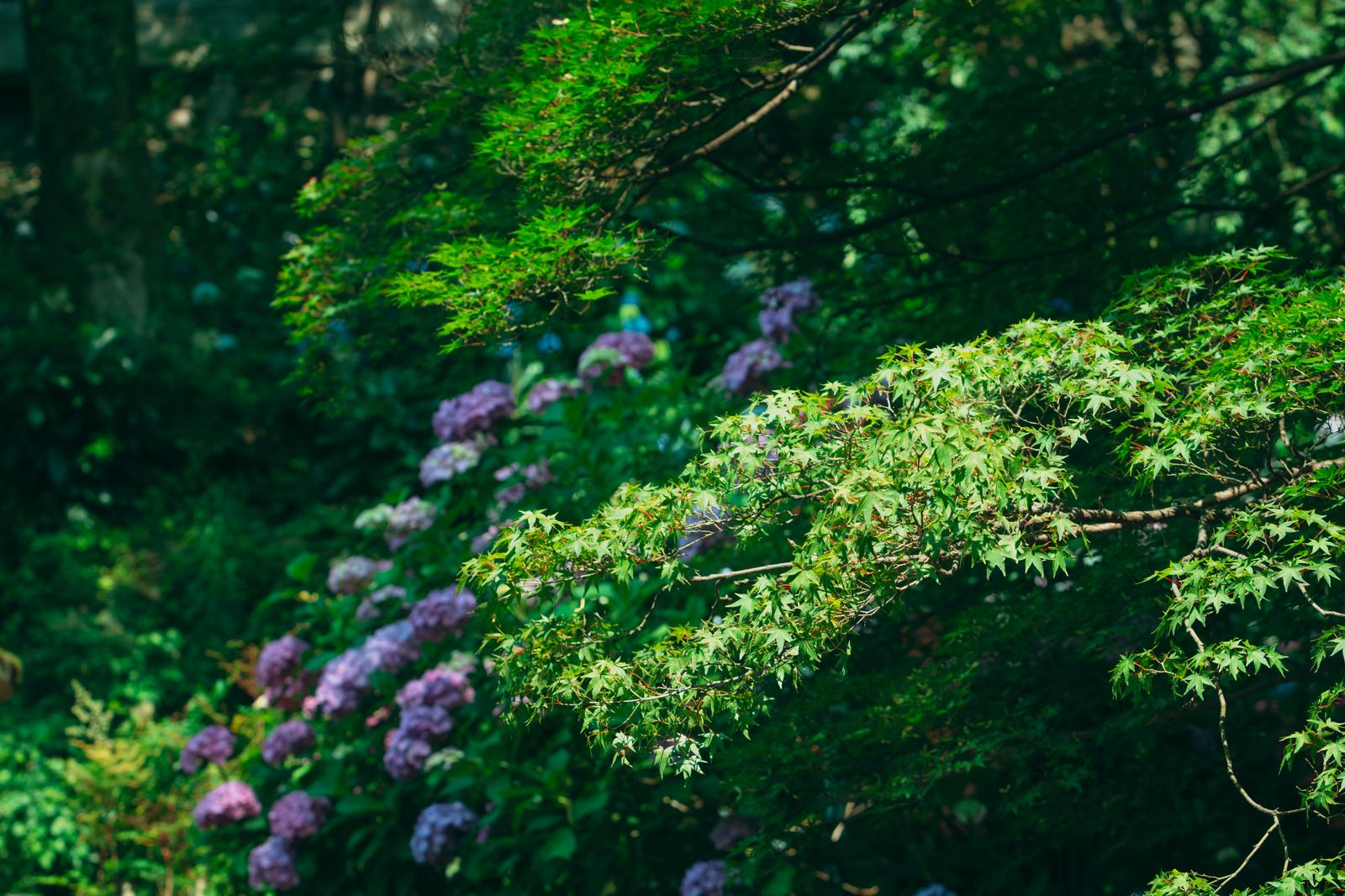 日の光に透ける青モミジと背景に咲く紫の紫陽花