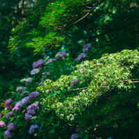 日の光に鮮やかさを増す青モミジとその奥に咲く紫陽花の写真
