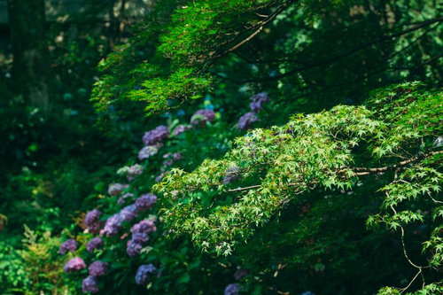 日の光に鮮やかさを増す青モミジとその奥に咲く紫陽花