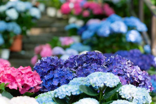 色鮮やかな葉が茂る枝と御堂の屋根