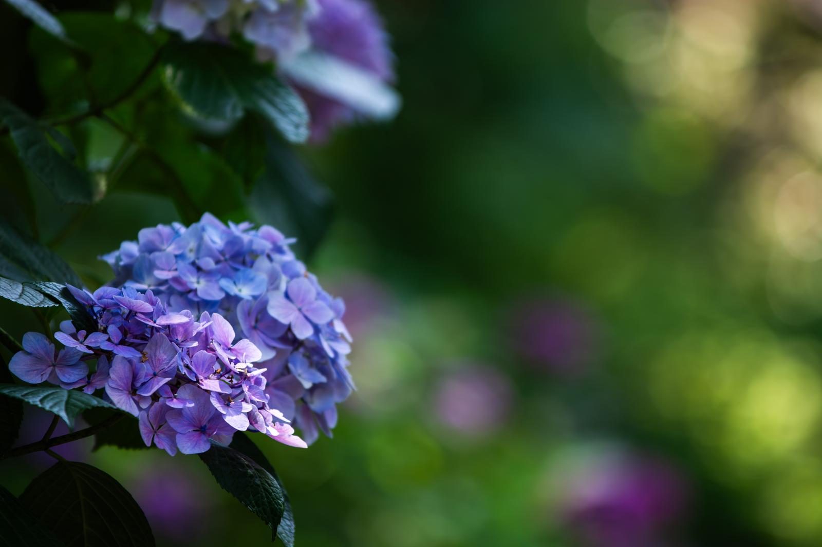 長谷寺の庭で咲く青紫の紫陽花の花房がアップで写っている
